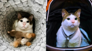 5 Fakta Menarik Bobby, Si Kucing Gemoy Milik Prabowo Subianto