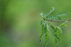 Daun Kelor Bisa Bantu Pertumbuhan Rambut, Cek Faktanya!