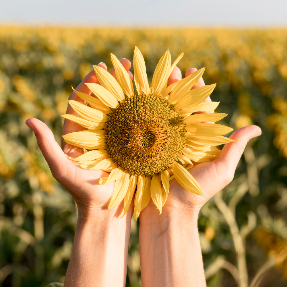 filosofi bunga matahari