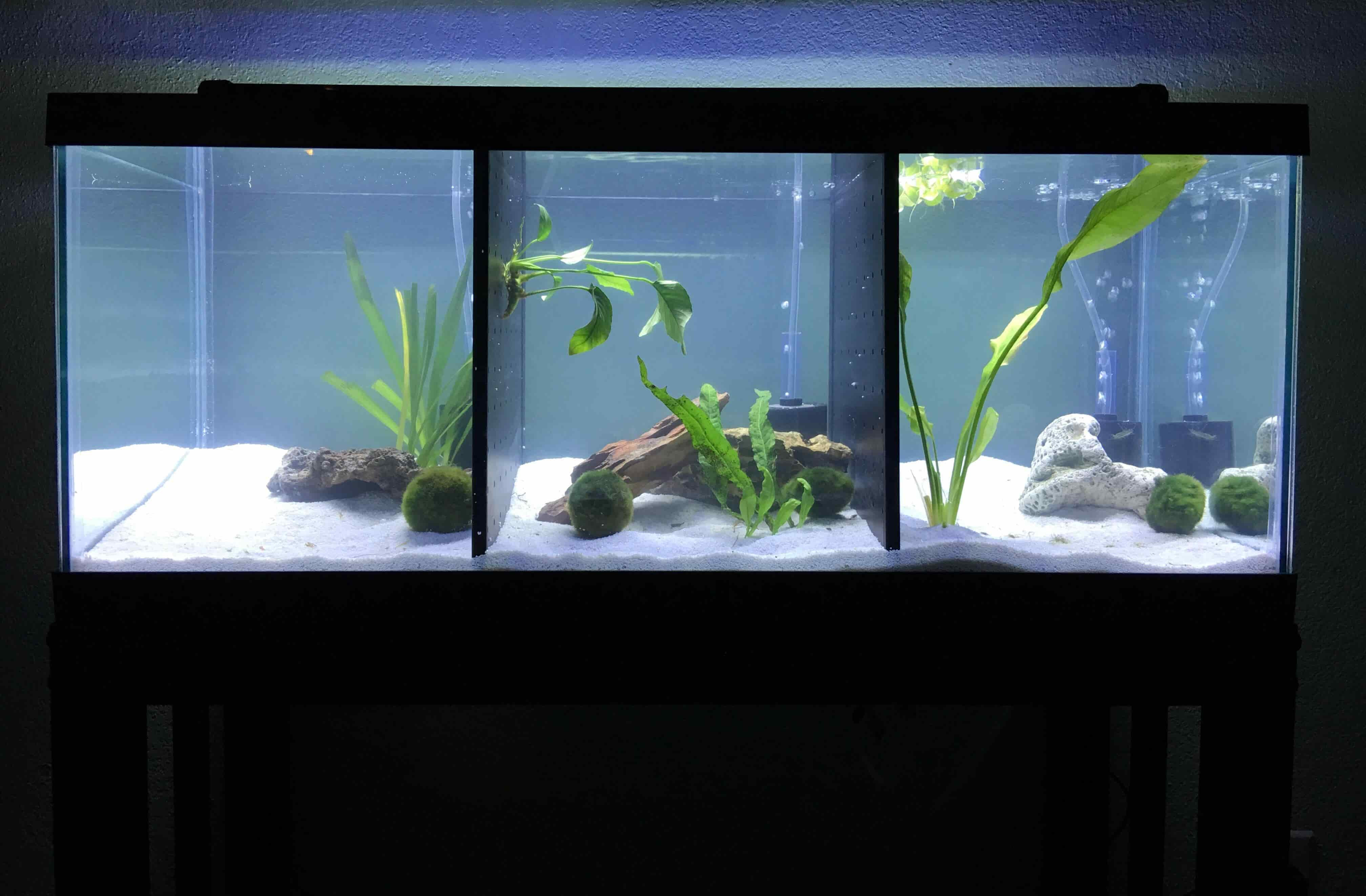 aquarium minimalis