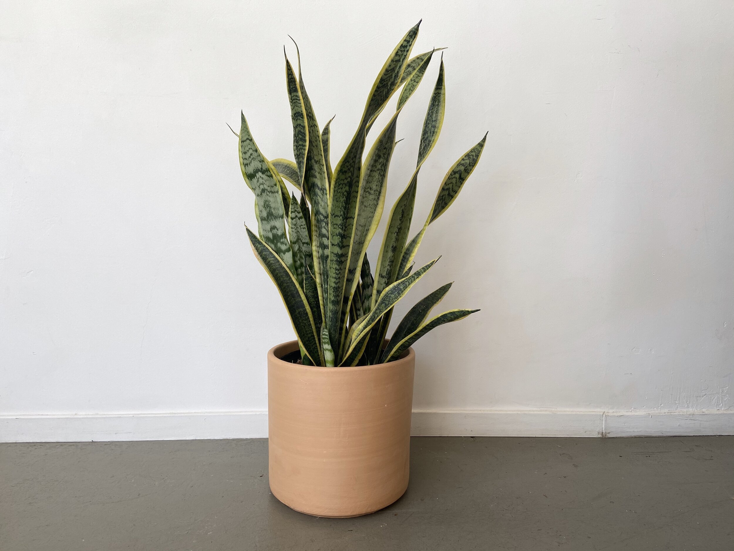 jenis sansevieria