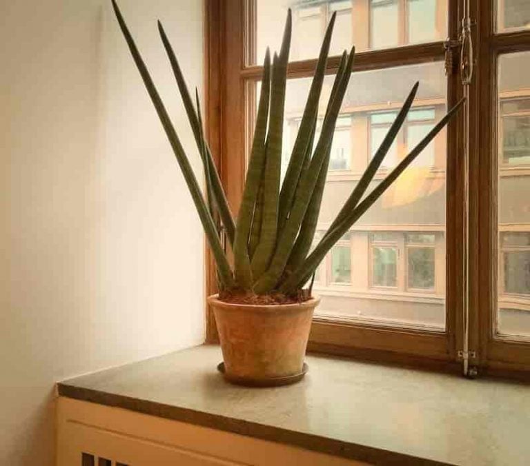 jenis sansevieria