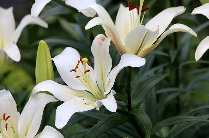Arti Bunga Lily Putih