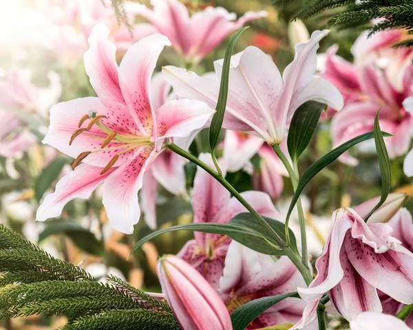 Arti Bunga Lily