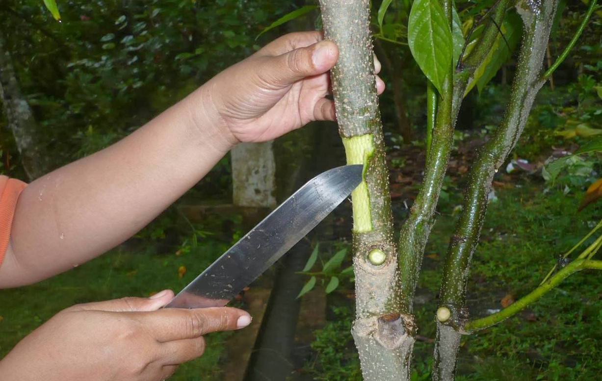 menguliti batang pohon 