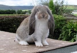 Kelinci French Lop