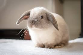 Kelinci Mini Lop