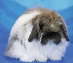 American fuzzy lop