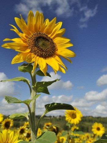 Gambar bunga matahari. (Special)