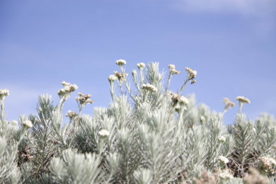 Bunga Edelweis, Bunga Abadi yang Mekar di Musim Hujan