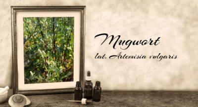 Tanaman Mugwort Menjadi Bahan Skin Care  di Korea Selatan