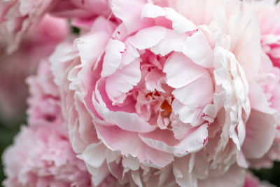 Bunga Peony yang Indah dan Punya Makna Mendalam