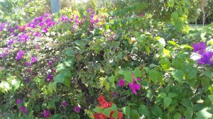 Trip to Sumber Taman Malang