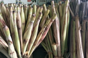 Kenalan dengan Sayur Turubuk, Tumbuhan Mirip Tebu yang Lezat