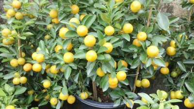 Menguntungkan, 3 Tanaman Buah yang Paling Bermanfaat