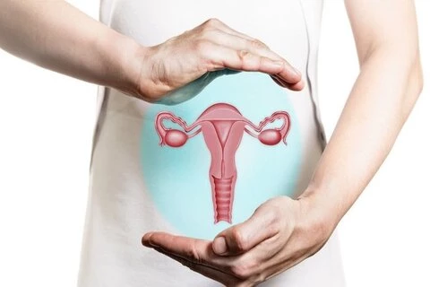 Bagian Dan Fungsi Serviks Sebagai Organ Penting Dalam Sistem Reproduksi Wanita