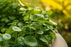 Mengenal Centella Asiatica dan Ragam Manfaatnya Buat Kesehatan Kulit