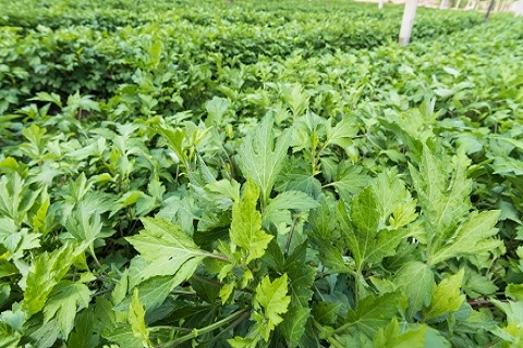 Perbedaan Mugwort dan Kenikir yang Bermanfaat Untuk Kesehatan