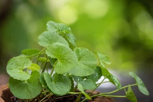 Mengenal Daun Pegagan dan 6 Manfaatnya untuk Kulit