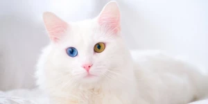 Ngaku Pecinta Hewan Kucing? Sudah Tahukah 9 Fakta Kucing Ini?