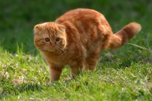 Bosan Genre Film Gitu-Gitu Aja? Yuk Coba Tonton 5 Rekomendasi Film Kucing!