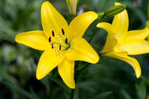 4 Arti Bunga Lily Di Balik Warna Indahnya, Terutama Lily Kuning