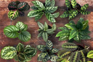 4 Jenis Tanaman Hias Calathea Yang Digemari Orang-Orang Di Dunia