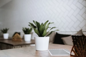 5 Inspirasi Bunga Hias yang Cocok Untuk Taman Halaman Rumah