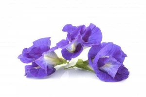 Manfaat Bunga Telang bagi Kesehatan dan Kehidupan Sehari-hari