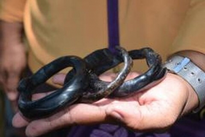 Manfaat Akar Bahar, Mulai Dari yang Menyangkut Kesehatan Hingga Spiritual