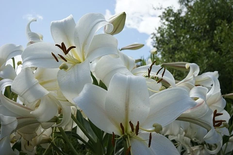Arti Bunga Lily Putih Yang Cantik Dan Wangi, Yakin Sudah Tahu?