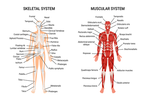Tulang Dan Otot: Mengenal Sistem Gerak Pada Manusia
