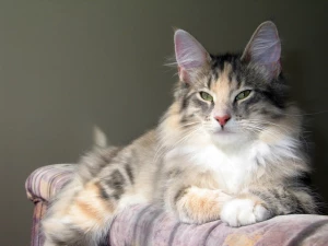 Sedih Banget, Inilah Kecenderungan Sikap Kucing Peliharaan yang Akan Meninggal